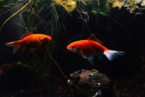 水族館の幻想的な雰囲気
