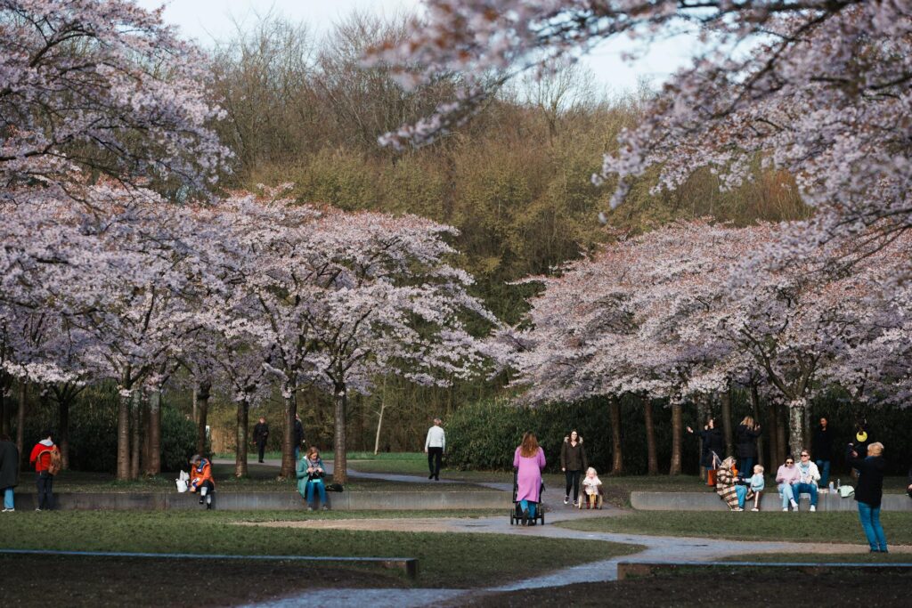 満開の桜並木