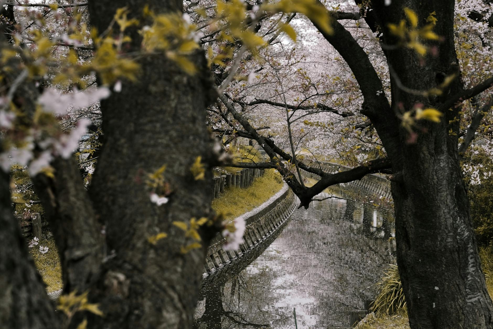 桜の花見