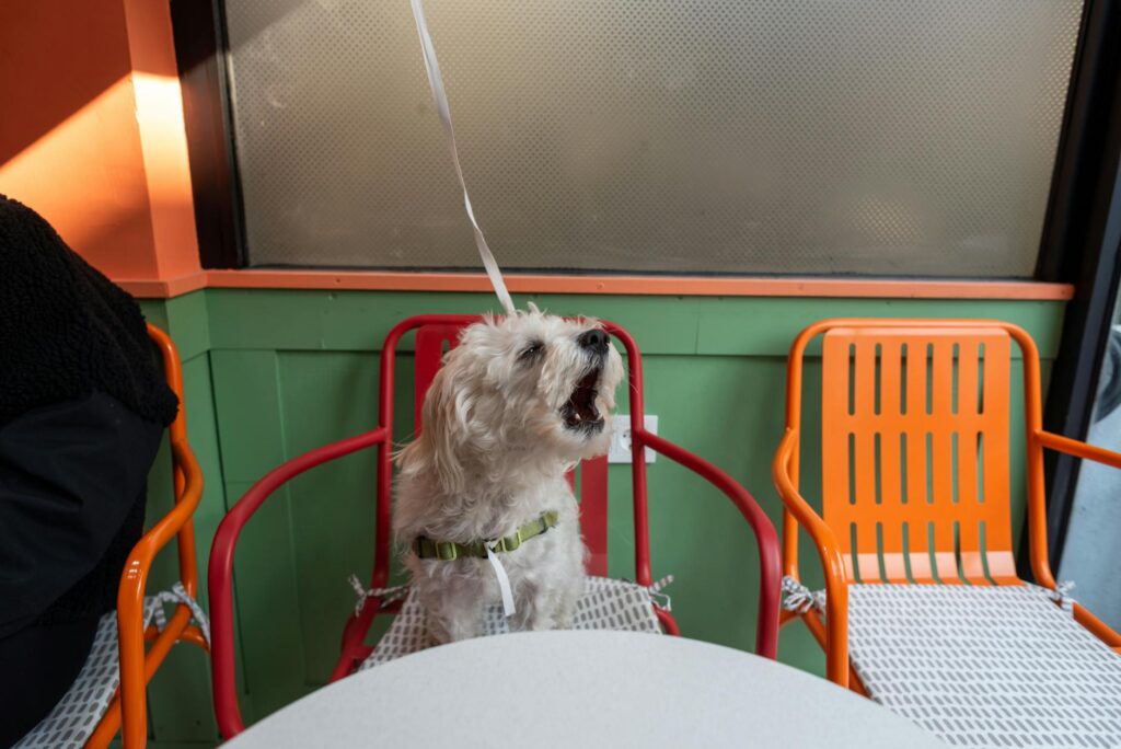 犬と過ごすカフェの様子