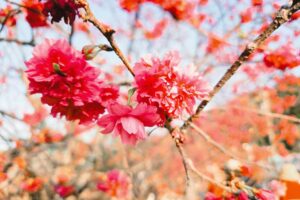 福岡の桜の花と公園