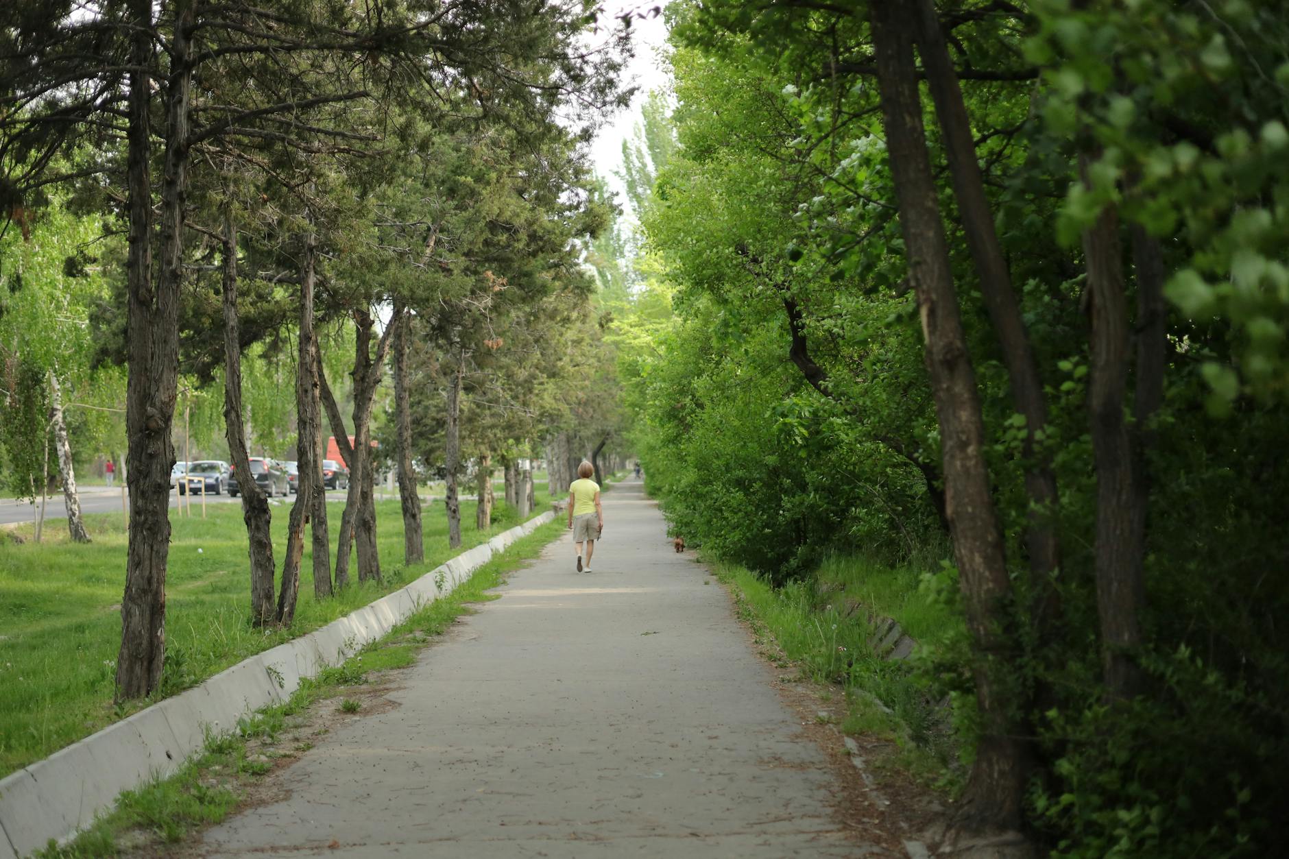 公園の散歩道