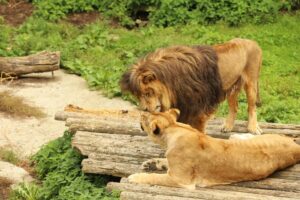 動物園の動物たち